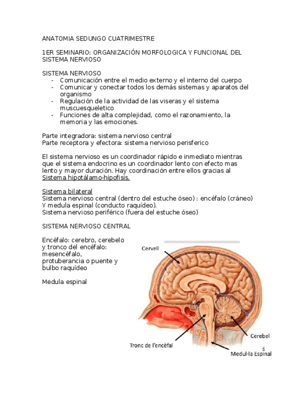 Miniatura del documento ANATOMIA-SEGUNDO-CUATRIMESTRE.docx