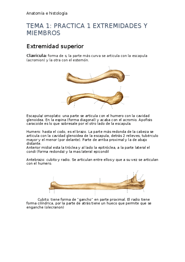 Miniatura del documento PRIMER-PARCIAL-anatomia.docx