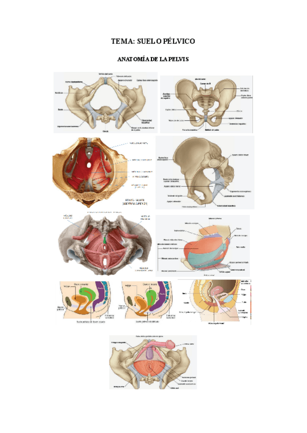 Miniatura del documento Suelo-pelvico.pdf
