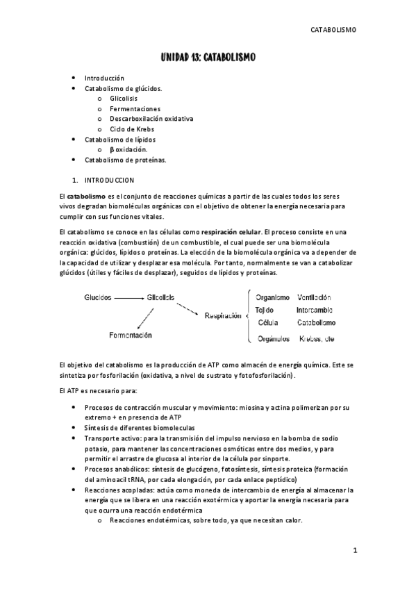 Miniatura del documento unidad-13-catabolismo.pdf