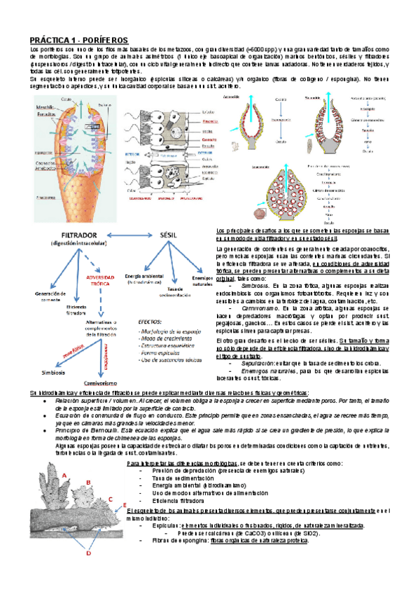 Miniatura del documento RESUMEN-PRACTICAS-ZOOLOGIA.pdf