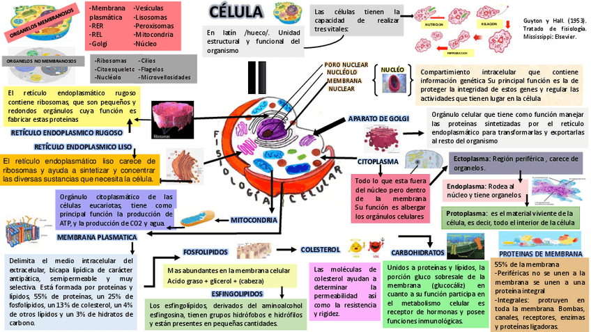 Miniatura del documento FISIOLOGIA-CELULAR-.pdf