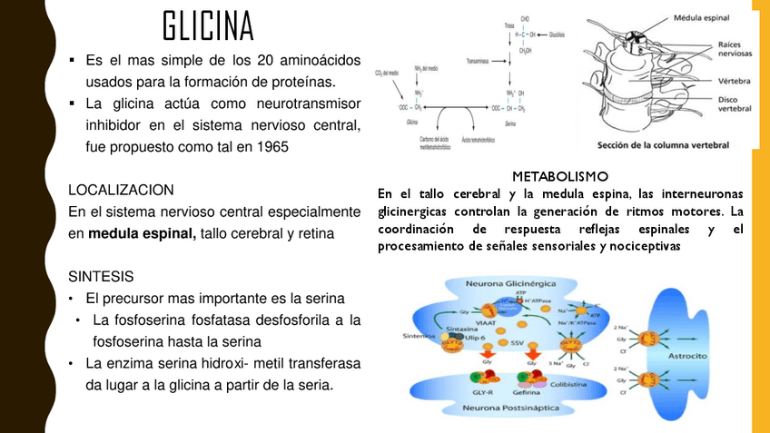 Miniatura del documento NEUROTRANSMISOR-GLICINA.pdf