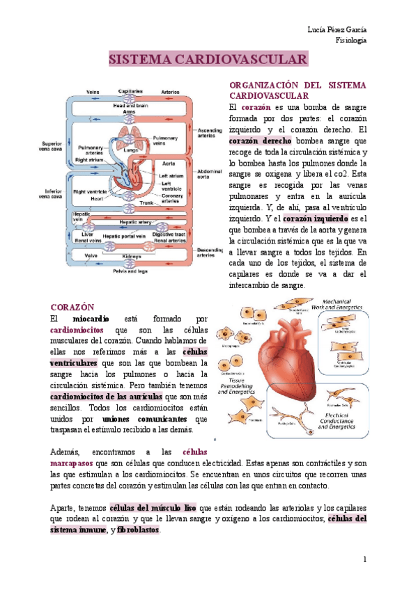 Miniatura del documento SISTEMA-CARDIOVASCULAR.pdf