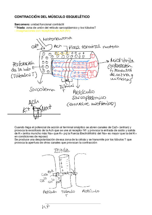 Miniatura del documento Contraccion-del-musculo-esqueletico.pdf
