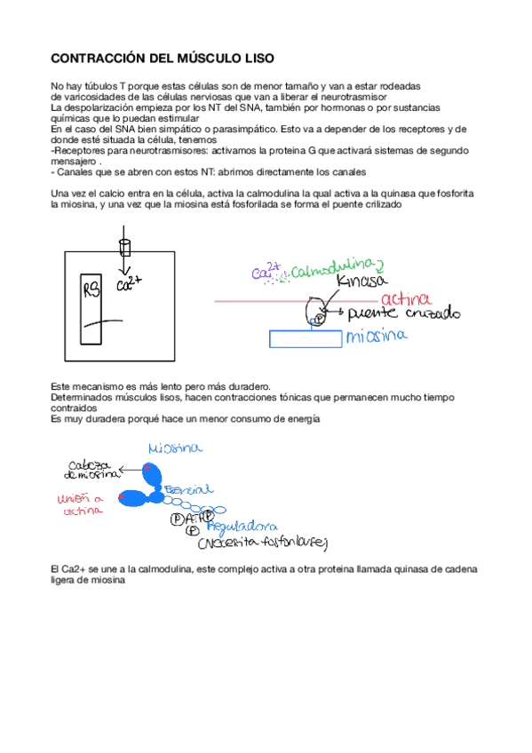 Miniatura del documento Contraccion-del-musculo-liso.pdf