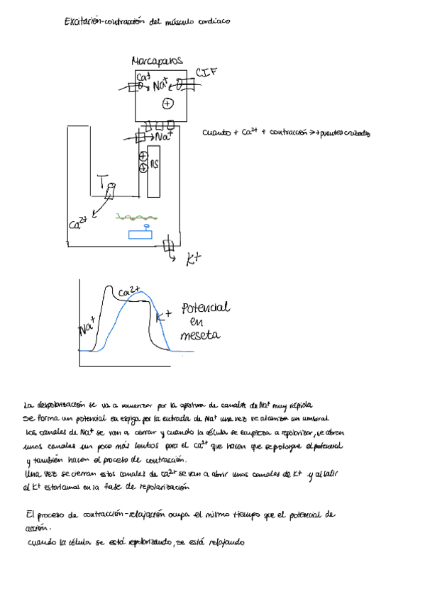 Miniatura del documento Contraccion-del-musculo-cardiaco.pdf