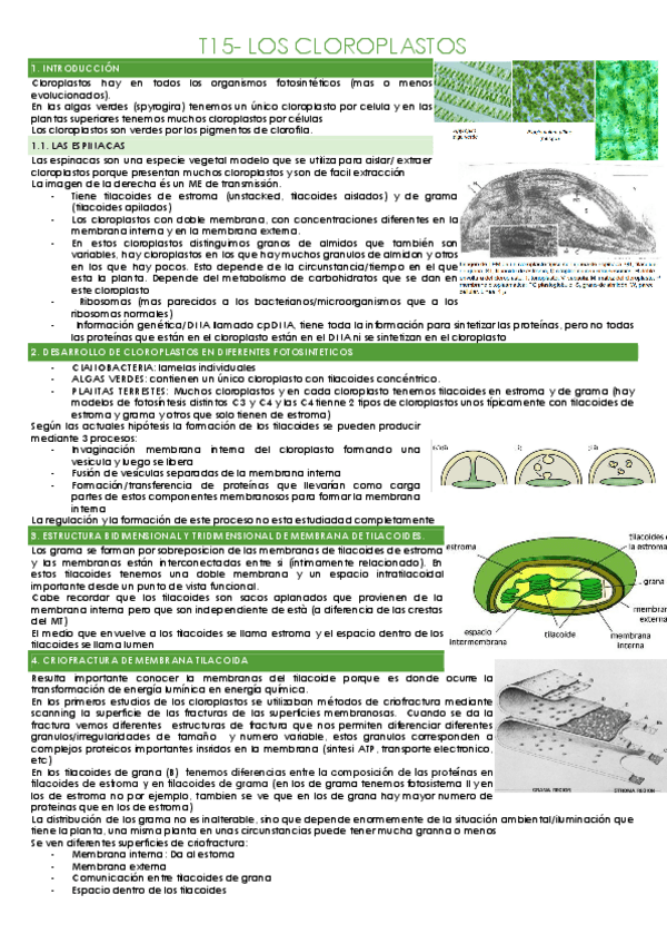 Miniatura del documento T15-CLOROPLASTOS.pdf