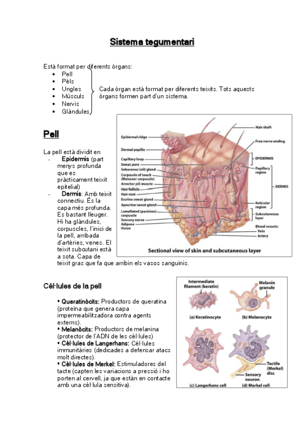 Miniatura del documento 3-Sistema-tegumentari.pdf