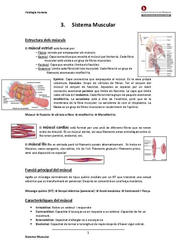 Miniatura del documento 3-SISTEMA-MUSCULAR.pdf