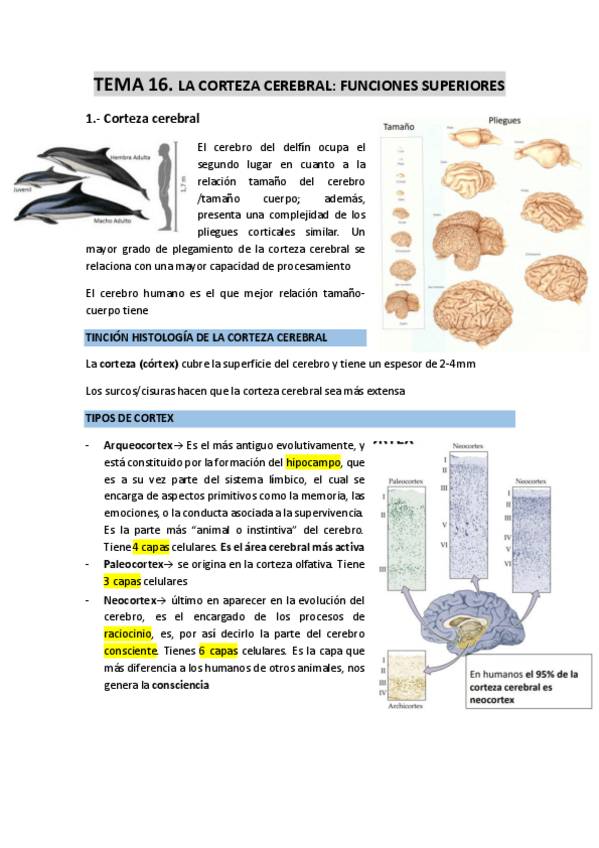 Miniatura del documento TEMA-16-La-corteza-cerebral-funciones-superiores.pdf