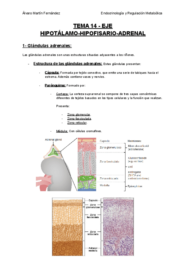 Miniatura del documento TEMA-14-EJE-HIPOTALAMO-HIPOFISARIO-ADRENAL.pdf