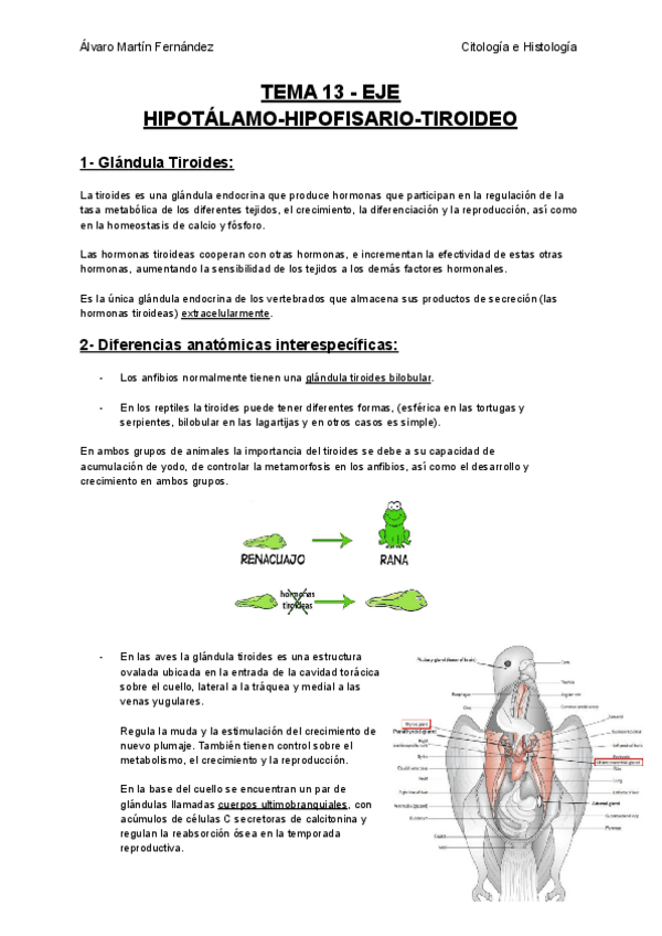 Miniatura del documento TEMA-13-EJE-HIPOTALAMO-HIPOFISARIO-TIROIDEO.pdf