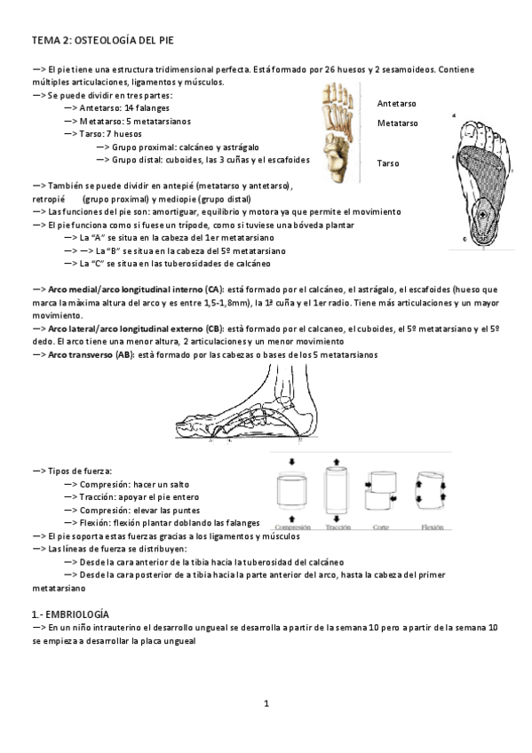 Miniatura del documento TEMA-2-ANATOMIA-1.pdf