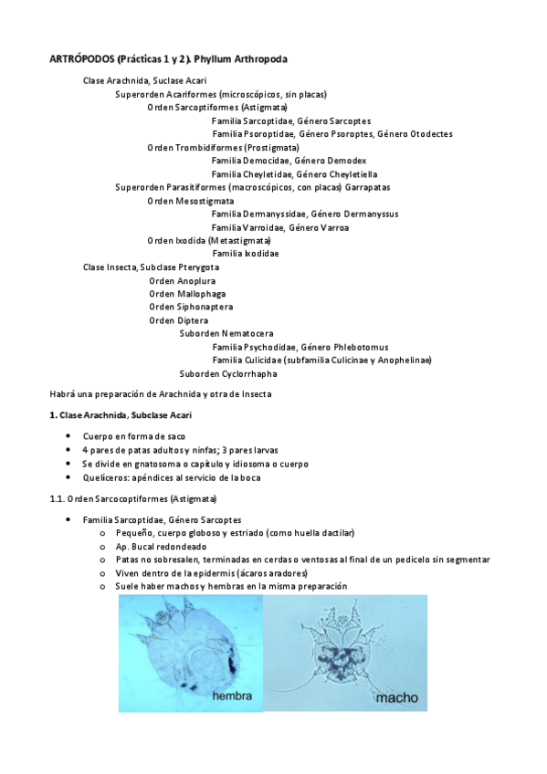 Miniatura del documento Resumen-Practicas-Parasitos.pdf