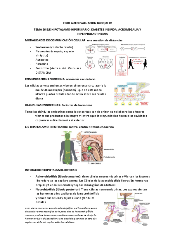 Miniatura del documento Fisio temas 26-33.pdf