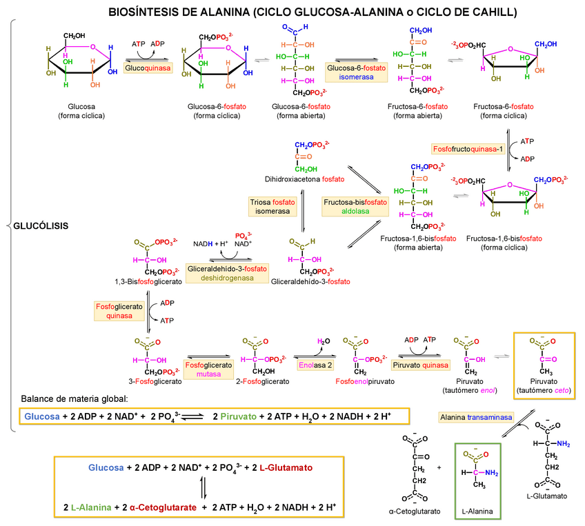 Miniatura del documento Rutas-metabolicas-I.pdf