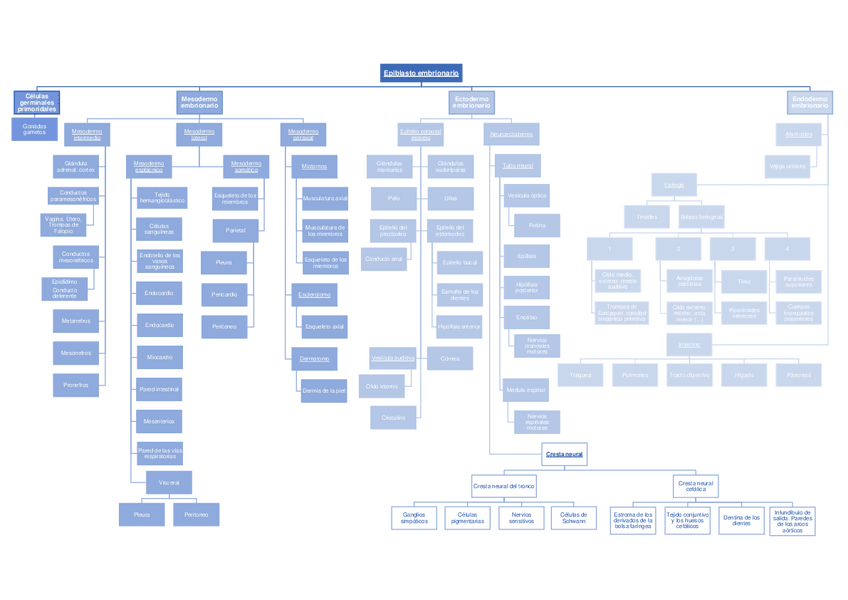 Miniatura del documento Disco-germinativo-trilaminar.pdf