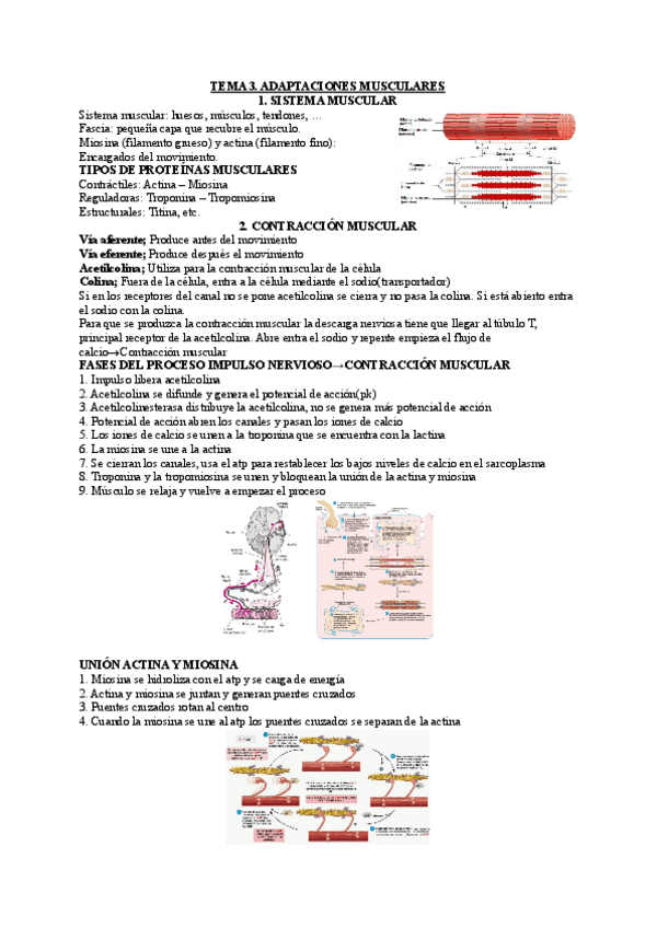 Miniatura del documento TEMA-3-ADAPTACIONES-MUSCULARES.pdf