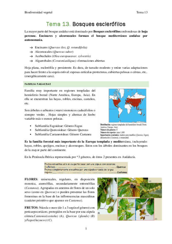 Miniatura del documento Biodiversidad-vegetal-Tema-13.pdf