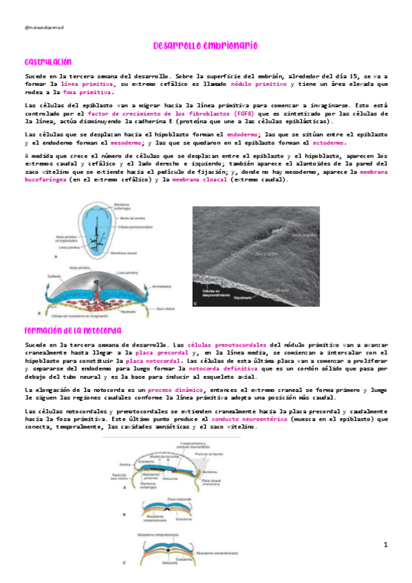 Miniatura del documento DESARROLLO-EMBRIONARIO.pdf