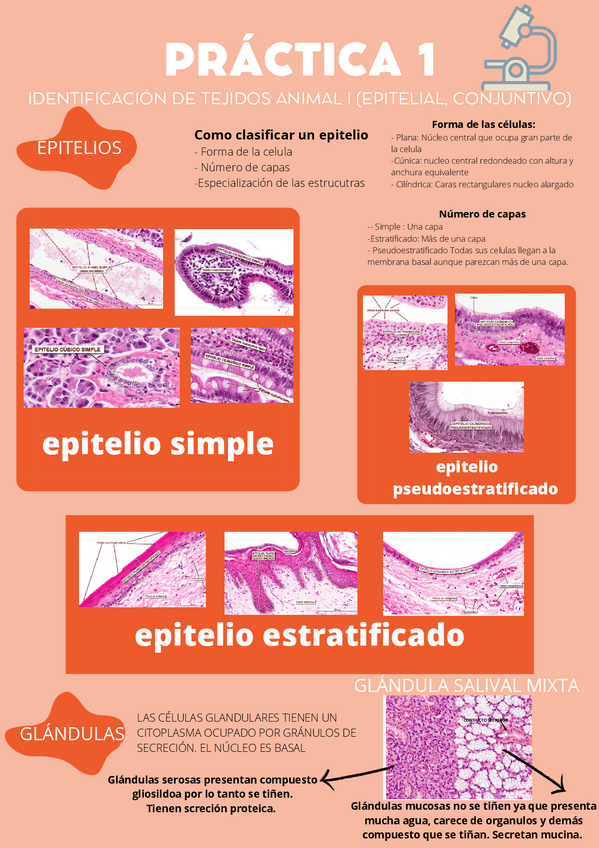 Miniatura del documento Esquema-practica-1.pdf