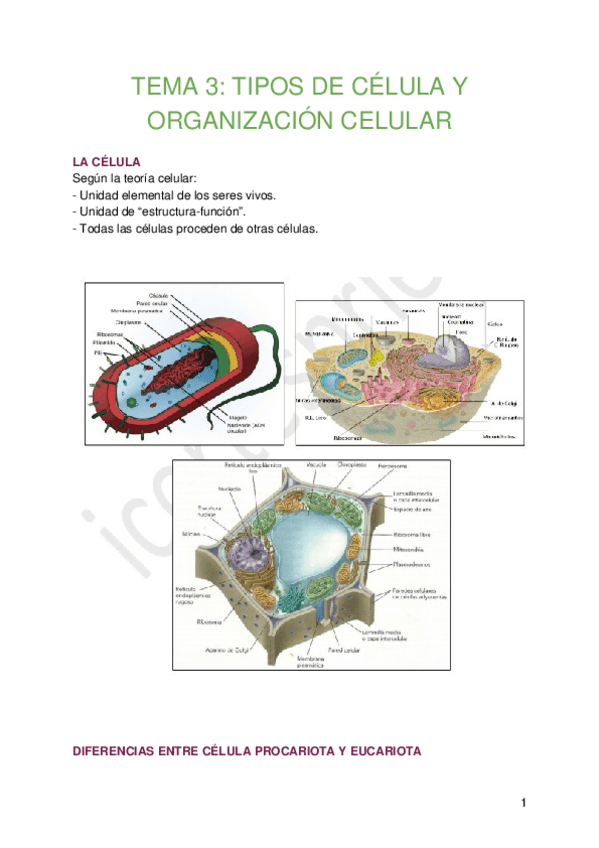 Miniatura del documento Tema 3- TIPOS DE CÉLULA Y ORGANIZACIÓN CELULAR.docx