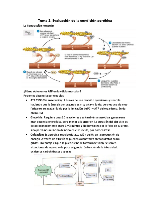 Miniatura del documento Tema-2.pdf