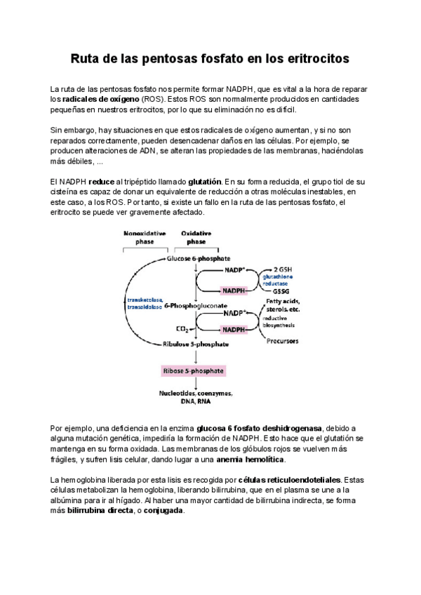 Miniatura del documento Ruta-de-las-pentosas-fosfato-en-los-eritrocitos.pdf