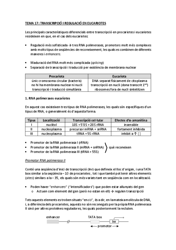 Miniatura del documento tema 17 transcripció en eucariotes.pdf