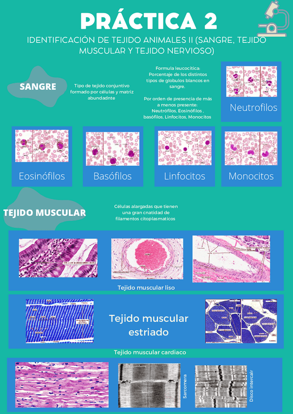 Miniatura del documento practica-2.pdf