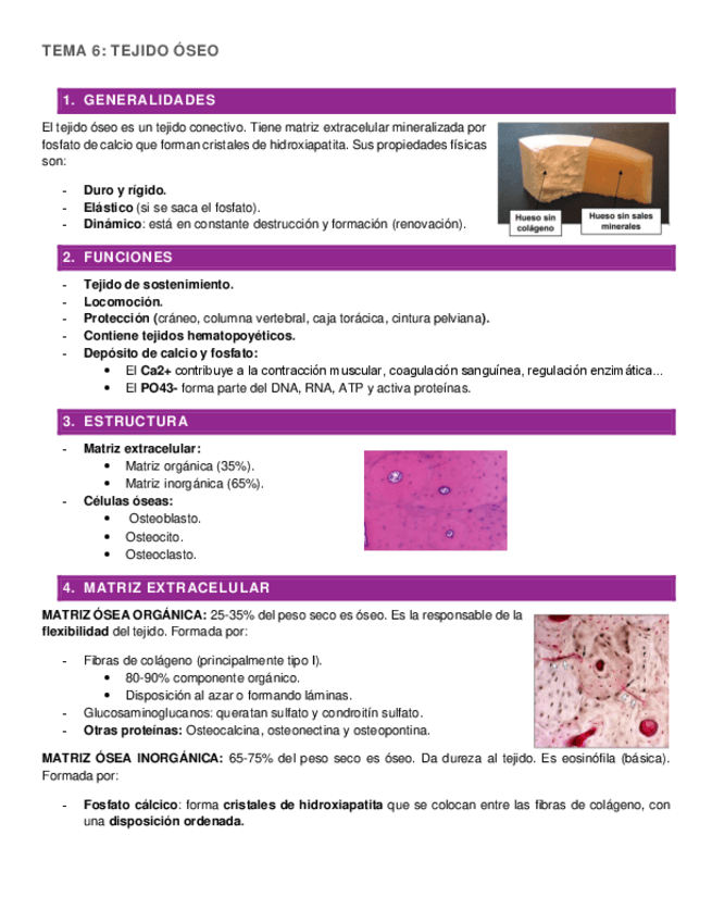 Miniatura del documento HISTOLOGIA-SEGUNDO-PARCIAL.pdf