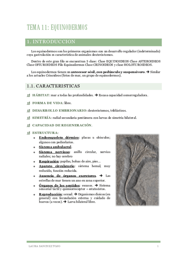 Miniatura del documento Zoologia-Tema-11-Filo-Equinodermos.pdf