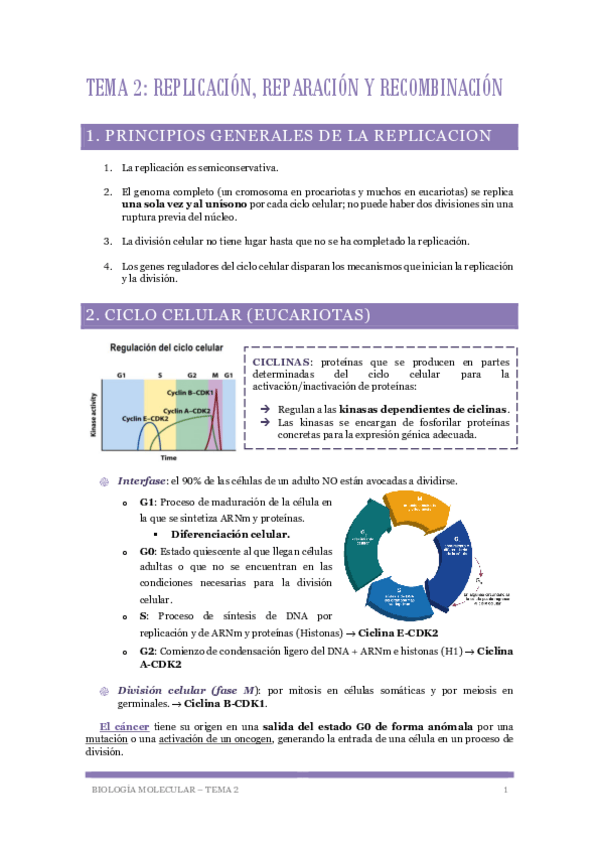 Miniatura del documento Biologia-Molecular-Tema-2-Replicacion.pdf