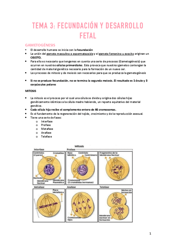 Miniatura del documento TEMA-3-MATERNO.pdf