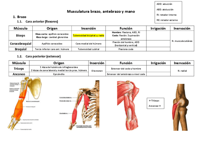 Miniatura del documento Musculatura-Brazo-antebrazo-y-mano.pdf