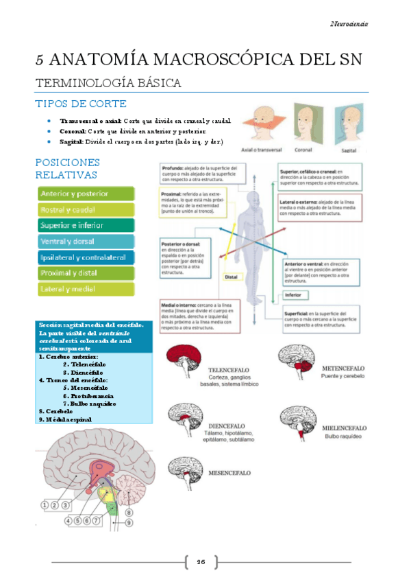 Miniatura del documento Neurociencia-Tema-5.pdf