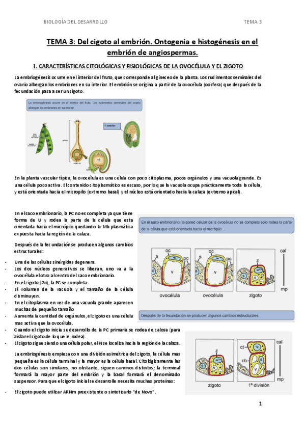 Miniatura del documento TEMA-3-BIO-VEGETAL.pdf