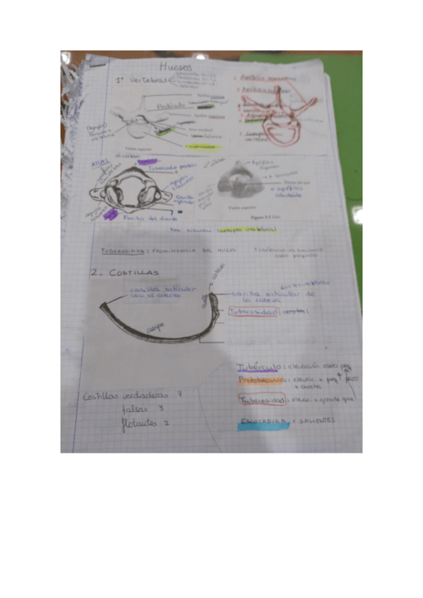 Miniatura del documento examen practicas de anatomia.pdf