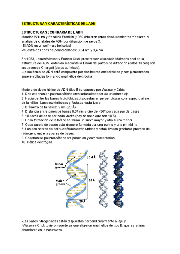 Miniatura del documento ACIDOS-NUCLEICOS-II.pdf