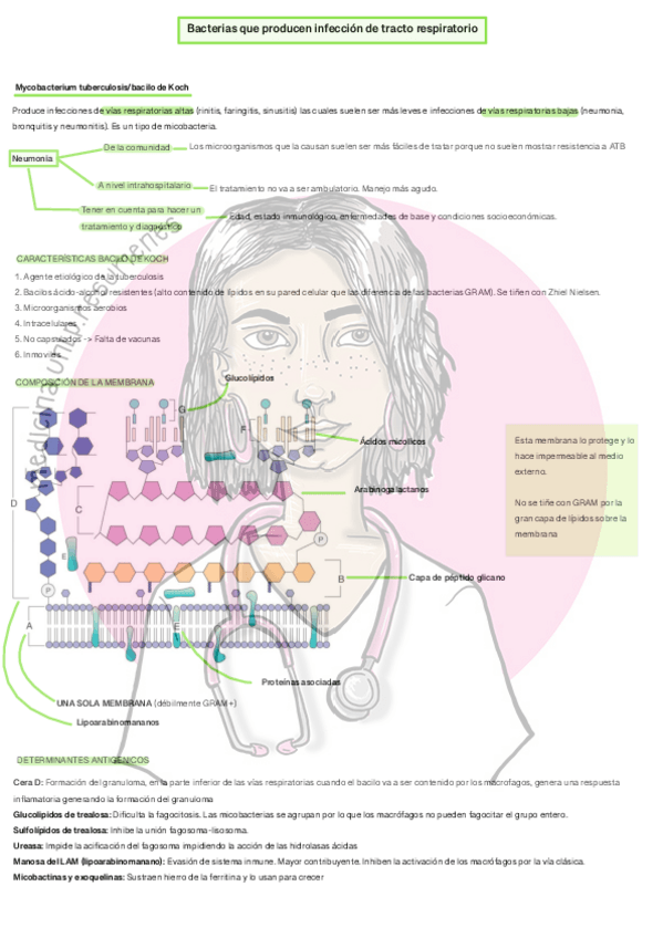 Miniatura del documento Bacterias-que-producen-infeccion-de-tracto-respiratoriowatermark.pdf