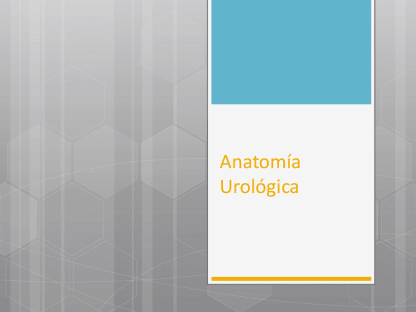 Miniatura del documento Anatomia-Urologica.pdf