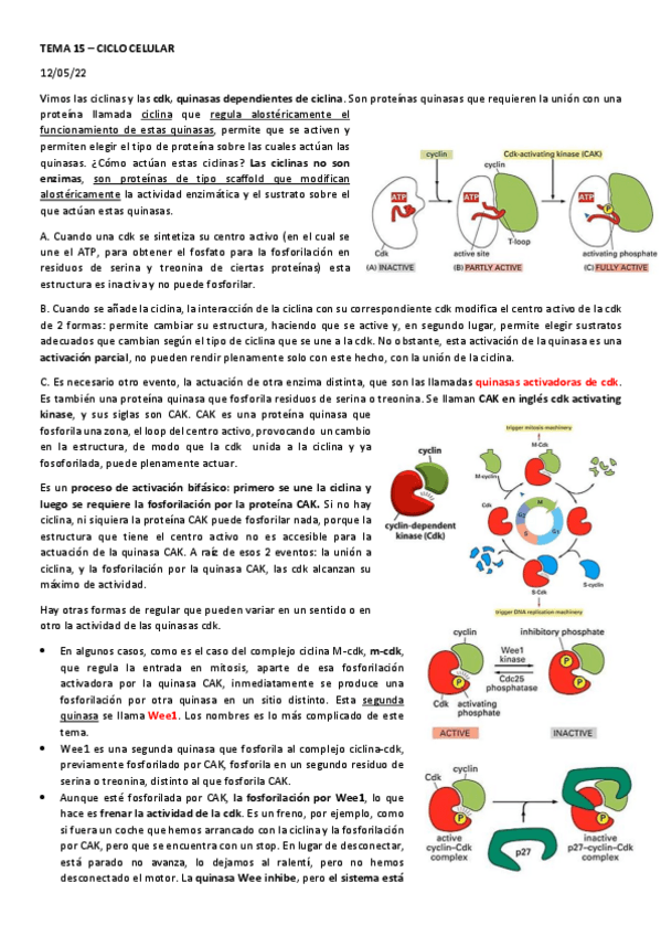 Miniatura del documento Tema-15-Ciclo-Celular-Clase-Especial-Grabada.pdf