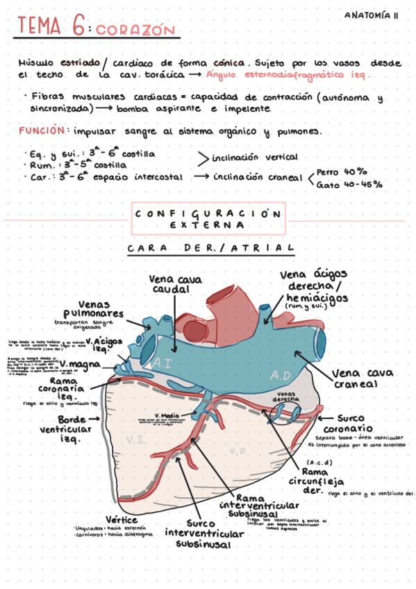 Miniatura del documento Tema-6-Corazon-Anat.pdf