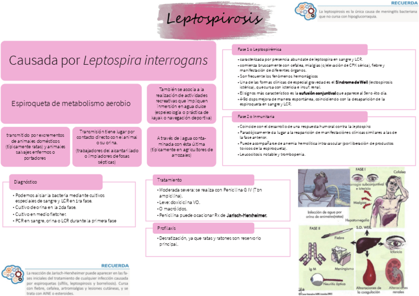 Miniatura del documento LEPTOSPIROSIS-RESUMEN.pdf