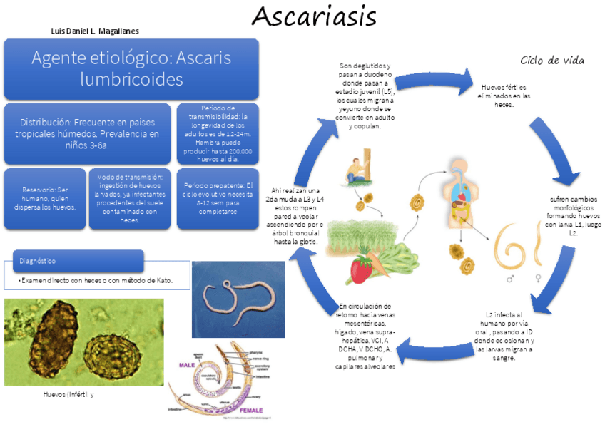 Miniatura del documento ASCARIS-RESUMEN.pdf