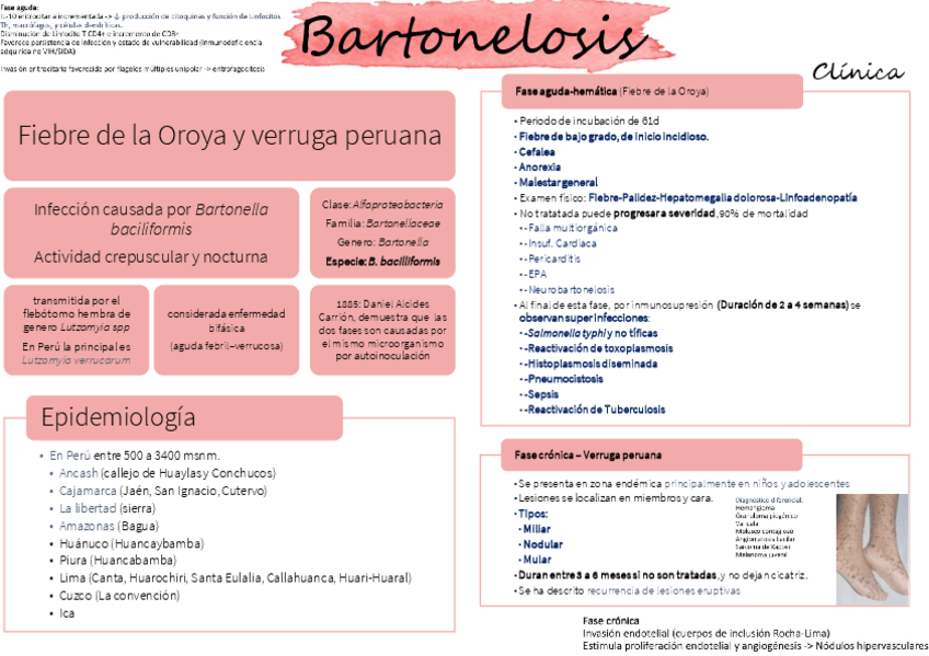 Miniatura del documento BARTONELOSIS-RESUMEN.pdf
