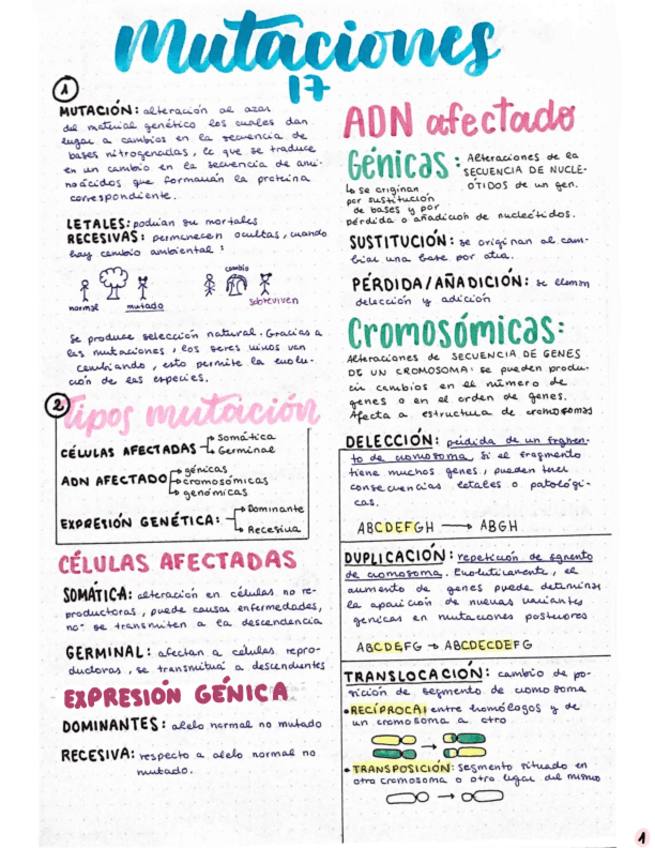 Miniatura del documento Mutaciones.pdf