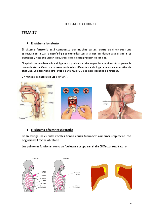 Miniatura del documento APUNTES-TEMA-17-24-EXAMEN-OTORRINO.pdf