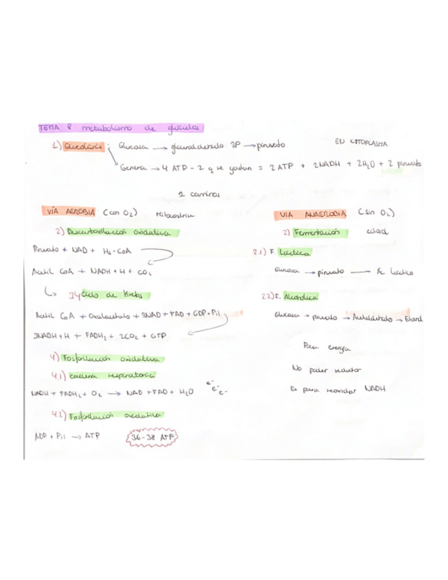 Miniatura del documento Metabolismo-glucidos.pdf